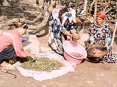 Des femmes rurales en Tunisie 